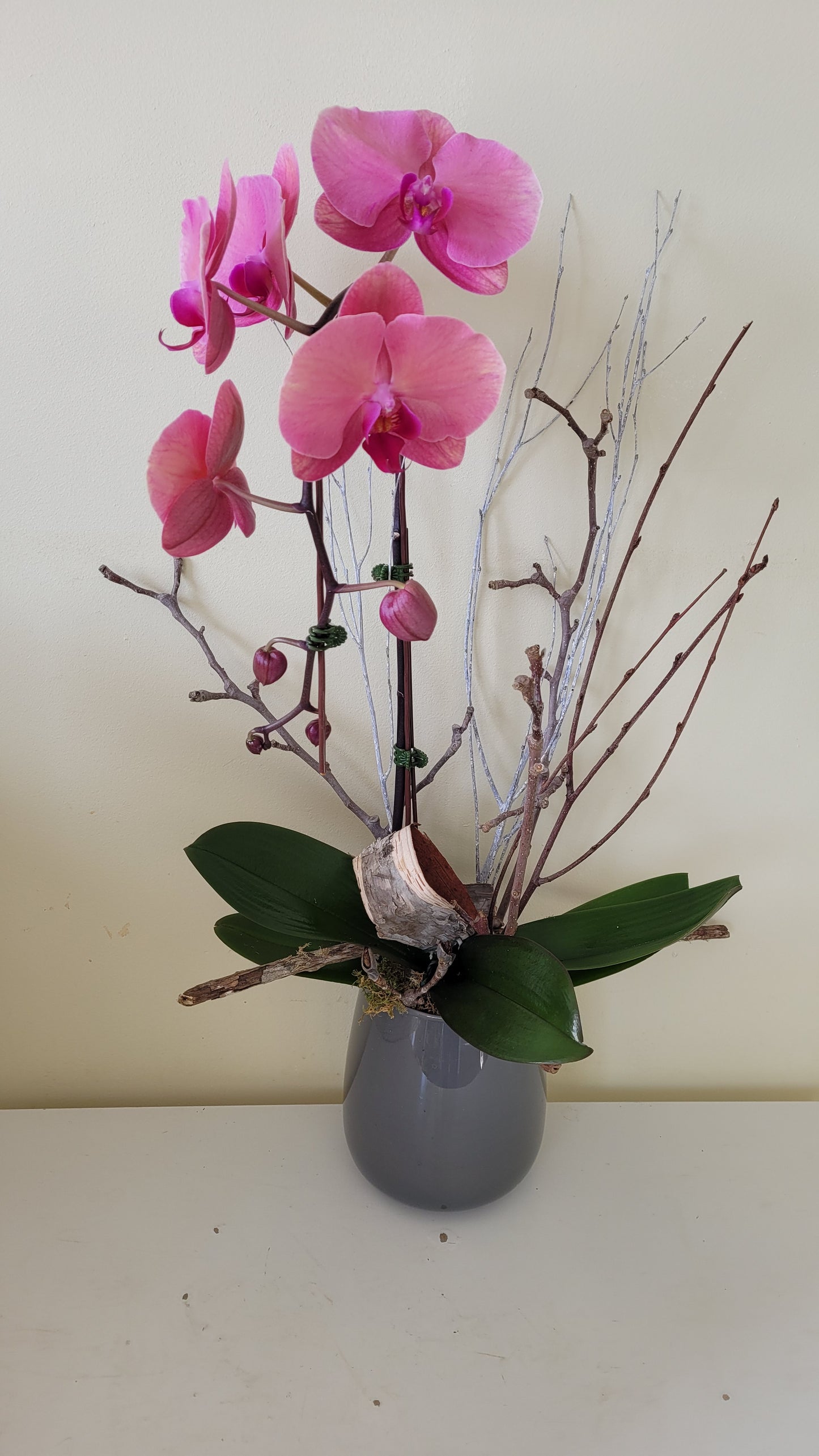 Cascading Phalaenopsis Orchid