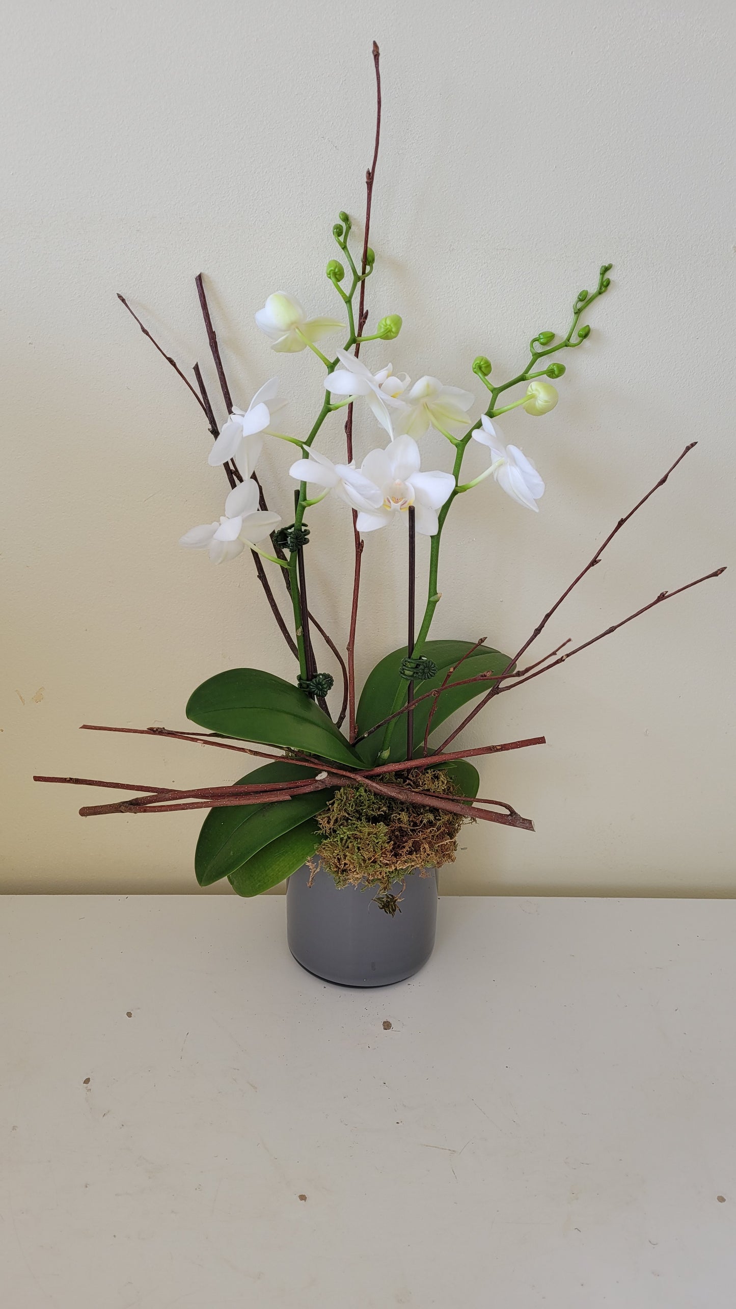 Potted Double Mini Phalaenopsis Orchid