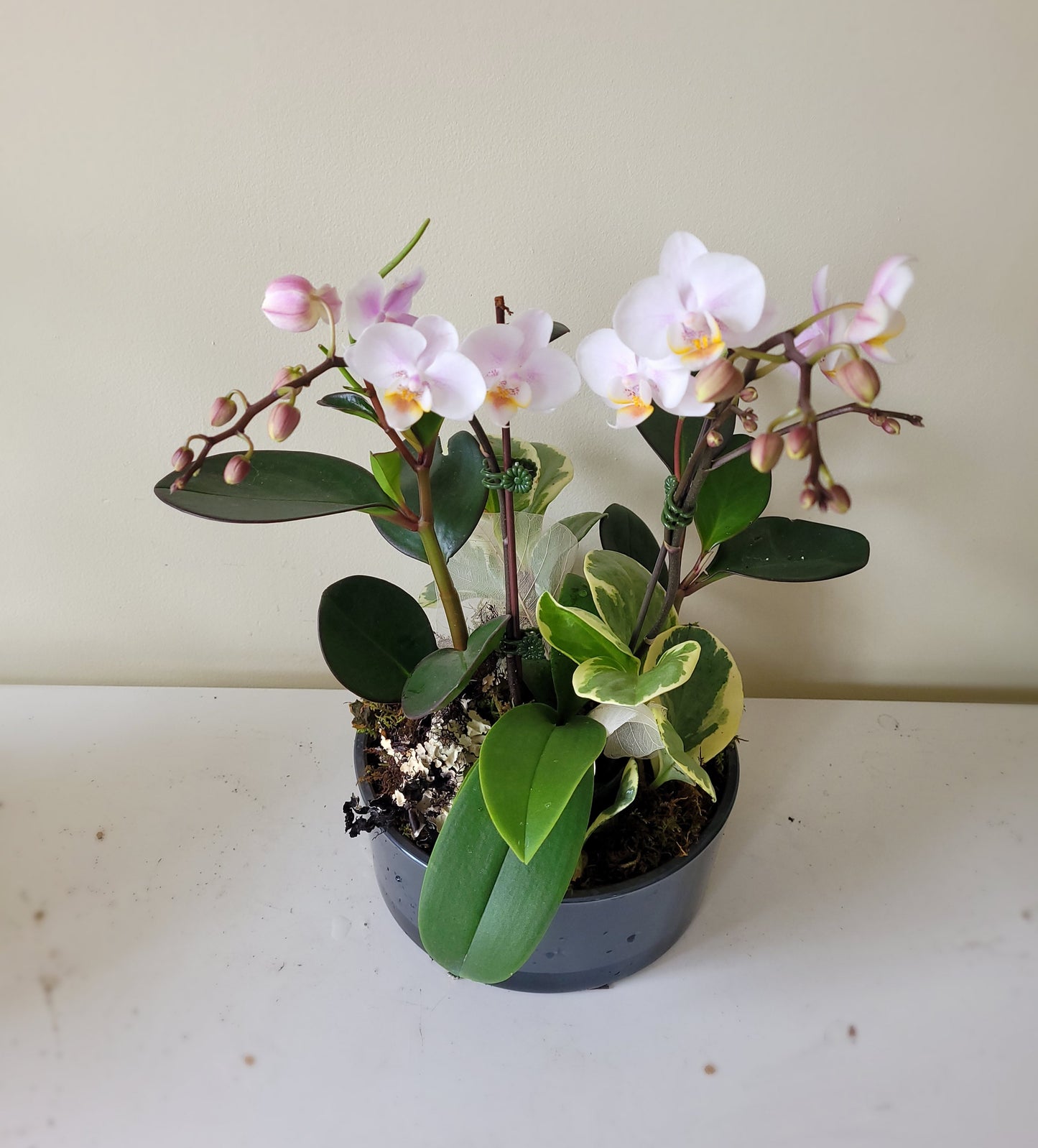 MOM'S ORCHID GARDEN