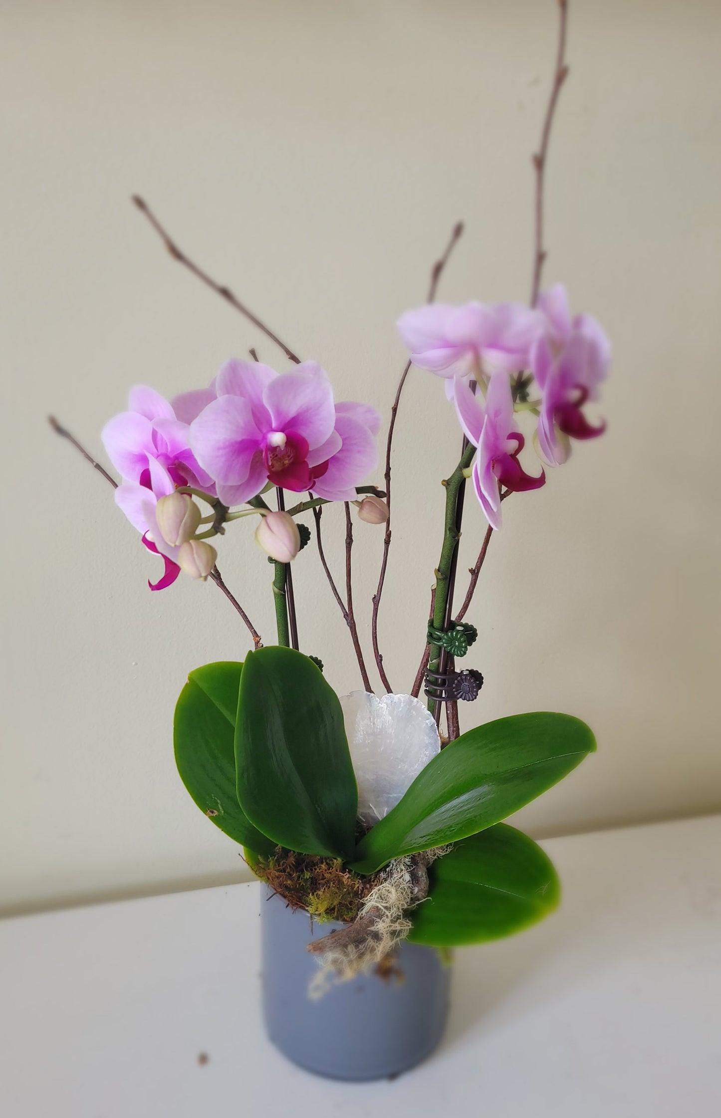 Potted Mini Phalaenopsis Orchid