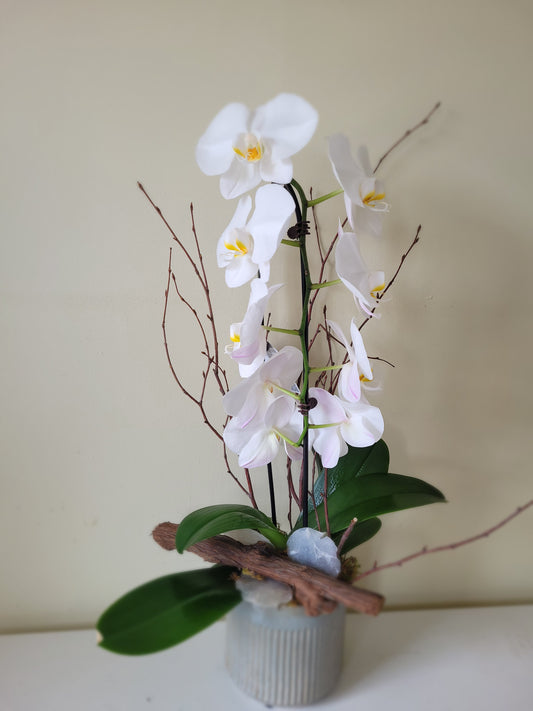 Cascading  Phalaenopsis Orchid